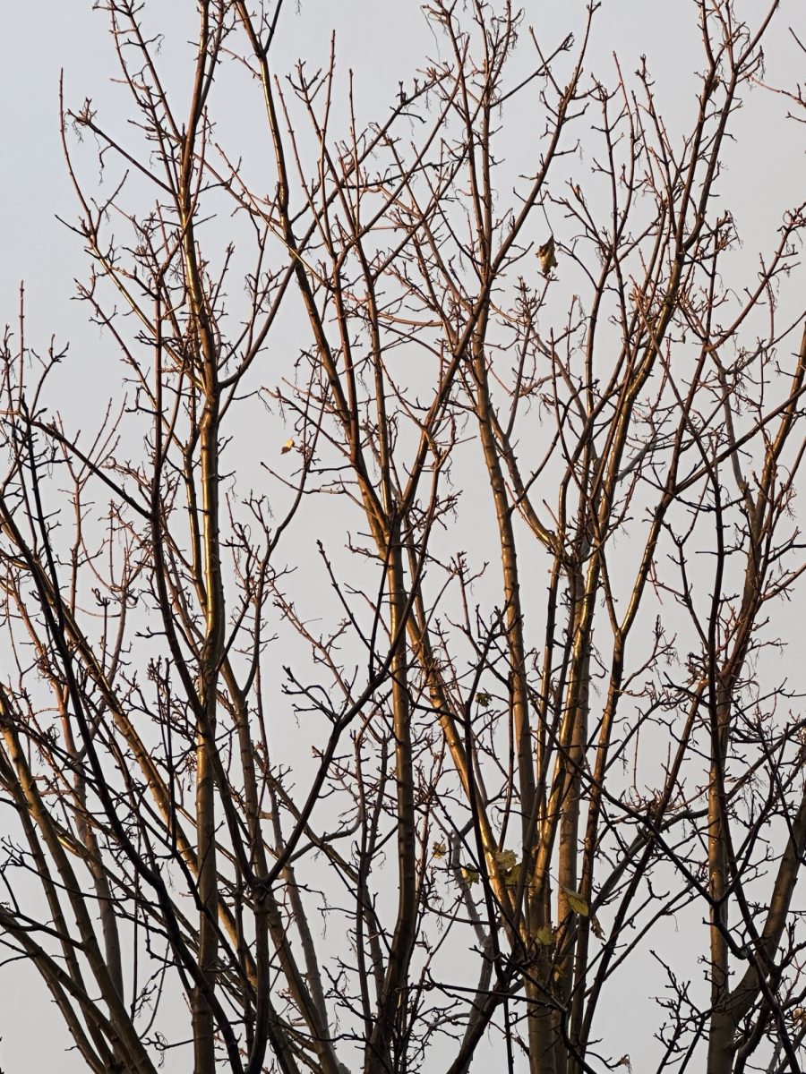 Warren Tree WARREN ELLIS LTD